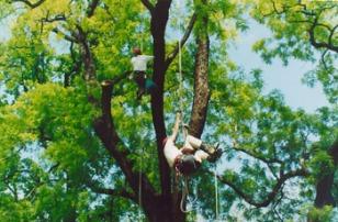 Potature in tree climbing